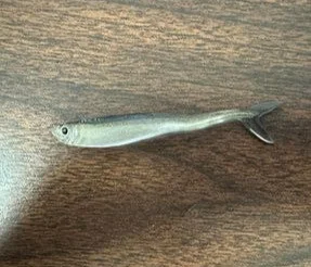 bandwtackle-123605
